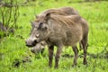 Warthog, Phacochoerus africanus, Kruger National Park