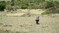 Warthog Phacochoerus Africanus from Pig Family in Wildlife