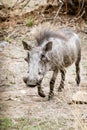 Warthog (Phacochoerus africanus), taken in South Africa