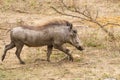 Warthog (Phacochoerus africanus), taken in South Africa