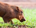 Warthog piglet Royalty Free Stock Photo