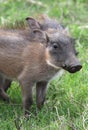Warthog Piglet Royalty Free Stock Photo