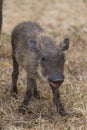 Warthog Piglet Royalty Free Stock Photo