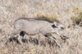 Warthog piglet blends in with dry grass