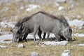 Warthog piglets grazing, Etosha, Namibia Royalty Free Stock Photo
