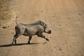 Warthog at Pilanesberg National Park