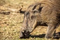 A warthog from the pilanesberg national park in South Africa in search of food in the African savannah