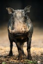 Warthog portrait facing the camera at a low level