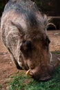 Warthog portrait massive horns timon