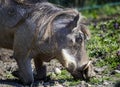 Warthog portrait; Phacochoerus Aethiopicus