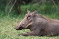 Warthog portrait. Piglet