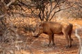 Warthog portrait in samburu
