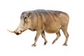 Warthog Profile Isolated Royalty Free Stock Photo