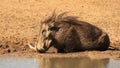 Warthog - Pushing Mud Royalty Free Stock Photo