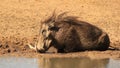 Warthog - Pushing Mud