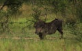 Warthog and a Red-billed oxpecker