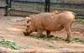 Warthog Rooting in Dirt Royalty Free Stock Photo