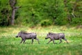 Warthog running, brown wild pig with tusk. Close-up detail of animal in nature habitat. Wildlife nature on African Safari,