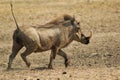 Warthog - Running Hog