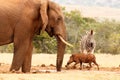 Warthog running pass the Zebra and the Bush Elephant