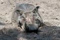 Warthog in the sand Royalty Free Stock Photo