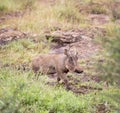 Warthog in the savanna