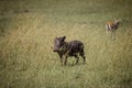 Warthog on the savanna