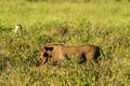 Warthog in the savannah of Samburu Royalty Free Stock Photo