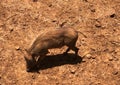 Warthog scouting for food in the wilderness