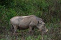 Warthog in the Shimba Hills Royalty Free Stock Photo