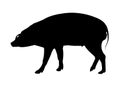 Warthog Silhouette on White Background