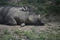 Warthog Sleeping With Curved Tusks and a Hairy Back Royalty Free Stock Photo