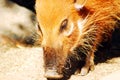 A warthog sniffs the ground Royalty Free Stock Photo