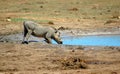 Warthog in South Africa Royalty Free Stock Photo