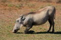 Warthog, South Africa Royalty Free Stock Photo
