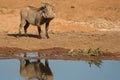 Warthog standing