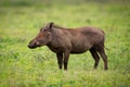 Warthog standing in profile on grassy meadow