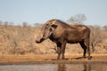 Warthog standing by the side of a pool