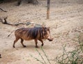 Warthog Swaggers Along Boldly