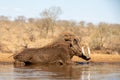 Warthog taking a bath in a pool