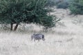 Warthog trots through sun-bleached dry grass at Okonjima Nature Reserve, Namibia