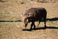 Warthog with tusks grazing on short grass