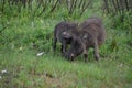 Warthog Royalty Free Stock Photo
