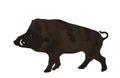 Warthog vector illustration isolated on white background. Bush Pig. Wild boar symbol. Boar isolated, warthog icon. Wild animal.