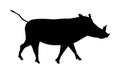 Warthog vector silhouette illustration isolated on white background. Bush Pig. Wild boar symbol. African boar isolated.