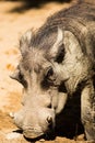 Warthog Royalty Free Stock Photo