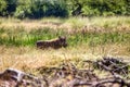 warthog walking in the grassland in front of the african bush Royalty Free Stock Photo