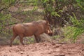 Warthog walking through a lush green savannah, with its distinctive tusks Royalty Free Stock Photo