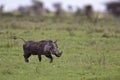 Warthog walking on the savannah Royalty Free Stock Photo