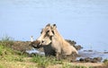 Warthog Wallowing